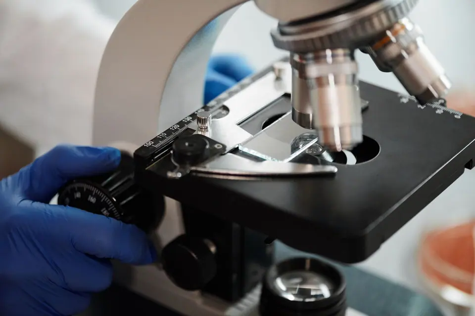 Inspecting grafts under a microscope